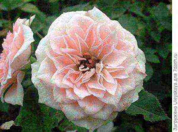 the best varieties of dwarf roses