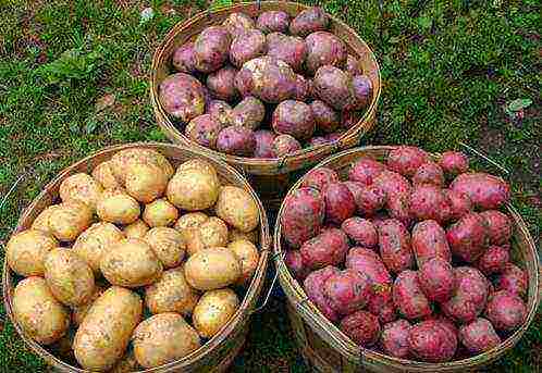 the best varieties of seed potatoes