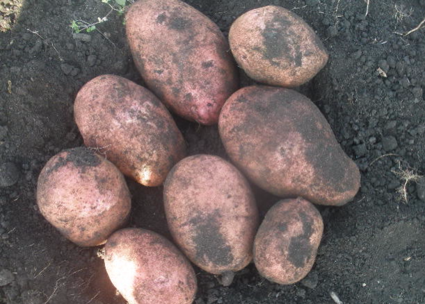 the best varieties of seed potatoes