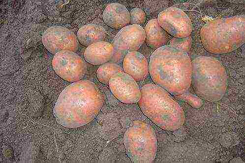the best varieties of seed potatoes
