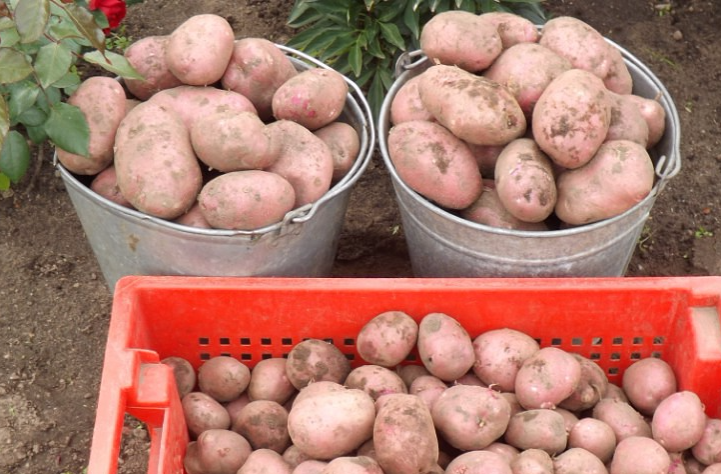 the best varieties of seed potatoes