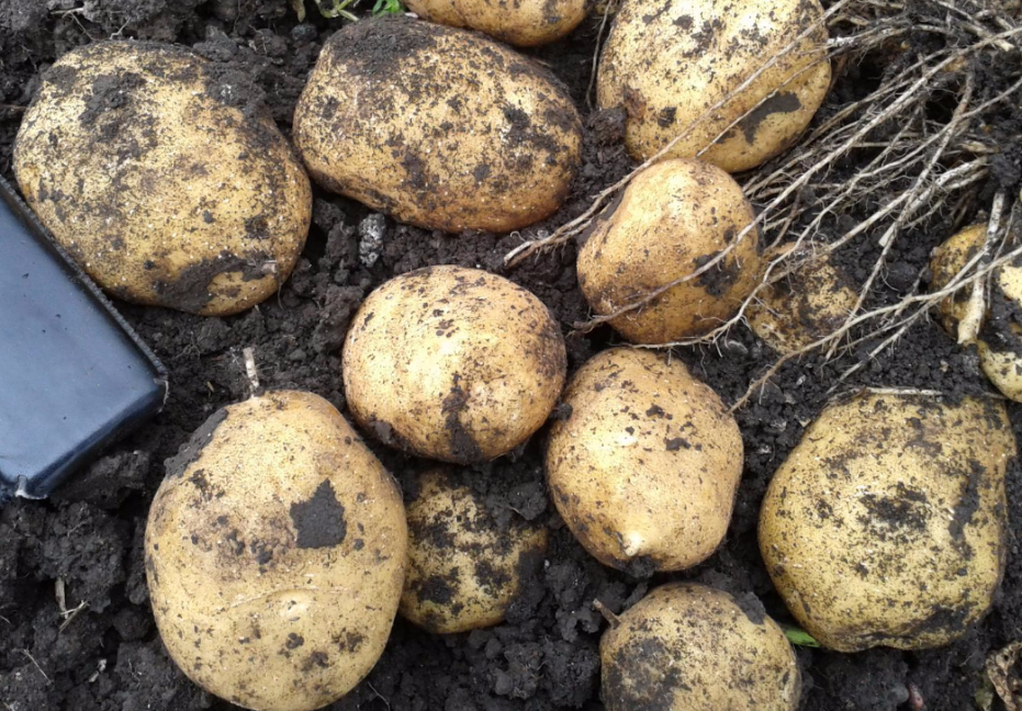the best varieties of mid-season potatoes