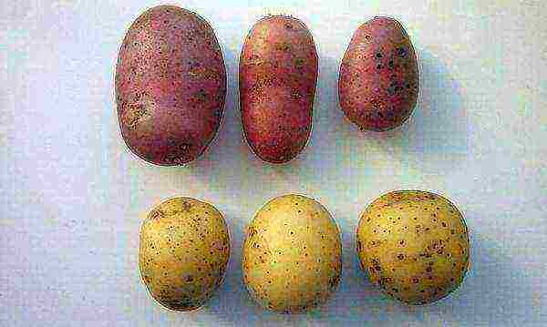 the best varieties of mid-season potatoes
