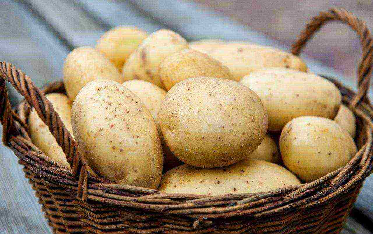 ang pinakamahusay na mga pagkakaiba-iba ng patatas sa Ukraine