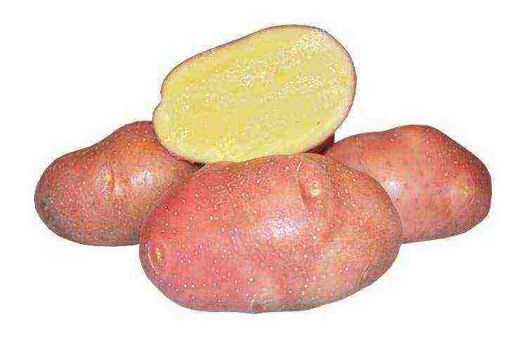 the best varieties of potatoes in Ukraine