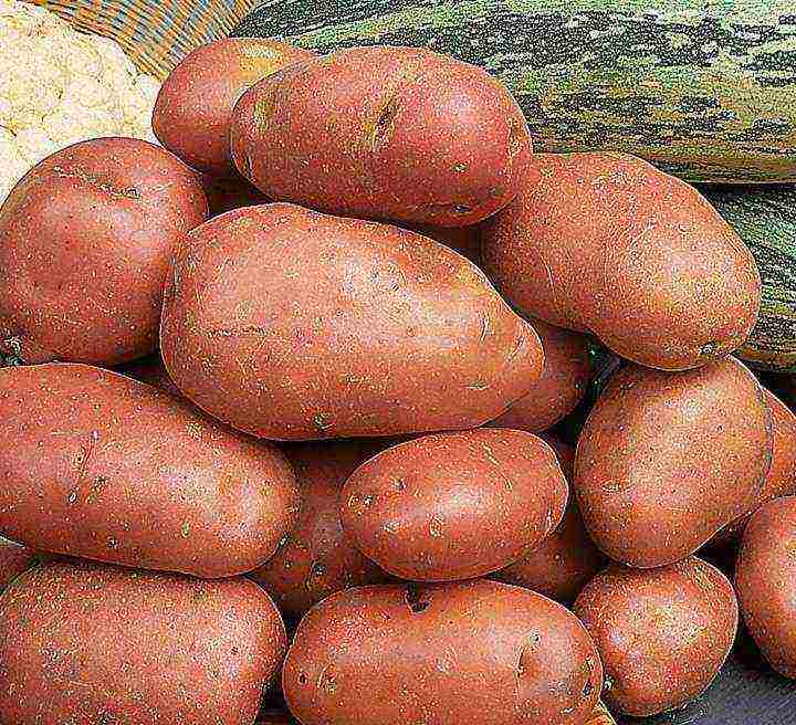 the best varieties of potatoes in Ukraine