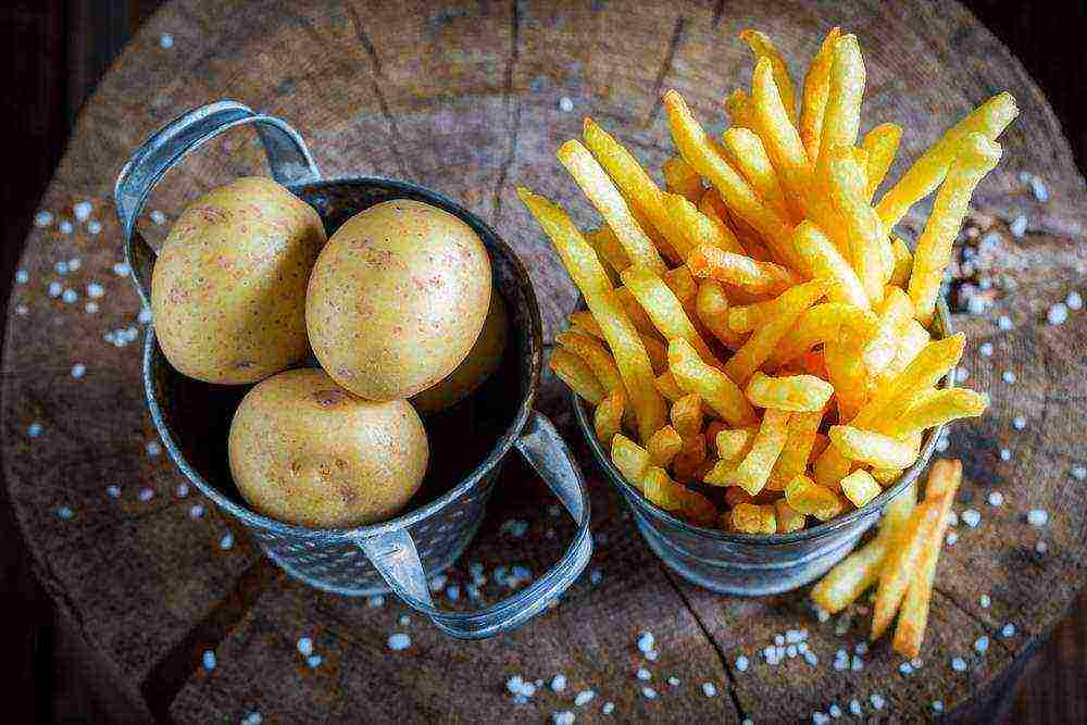 najbolje sorte krumpira u Ukrajini