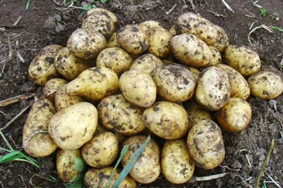 the best varieties of yellow potatoes