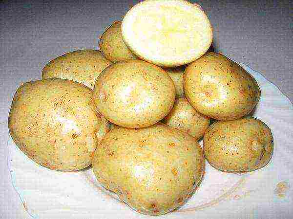 the best varieties of yellow potatoes