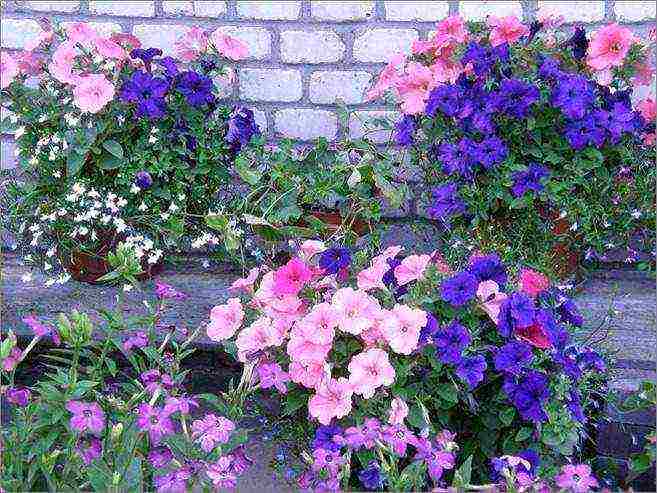 the best varieties of cascading petunias