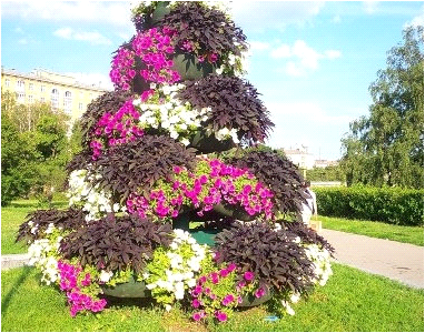 the best varieties of cascading petunias