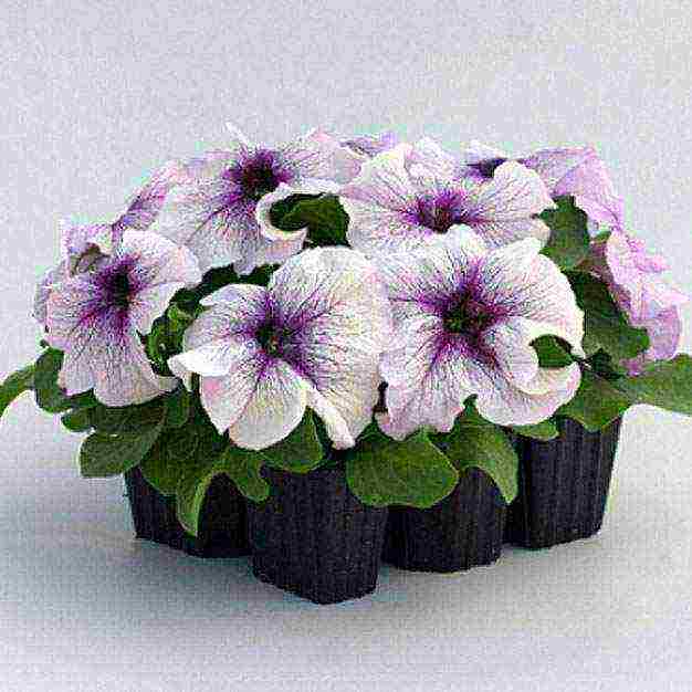 the best varieties of cascading petunias