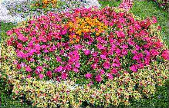 the best varieties of cascading petunias