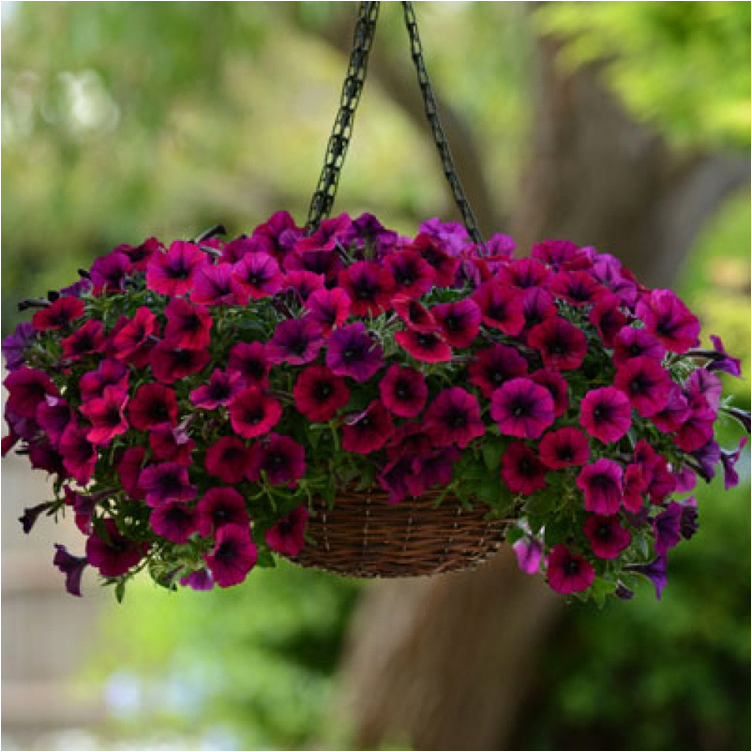 the best varieties of cascading petunias