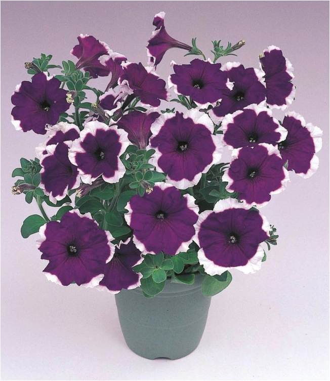 the best varieties of cascading petunias