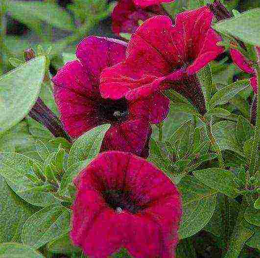 the best varieties of cascading petunias