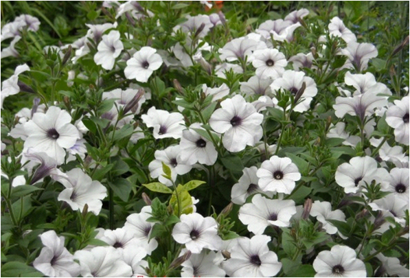 the best varieties of cascading petunias