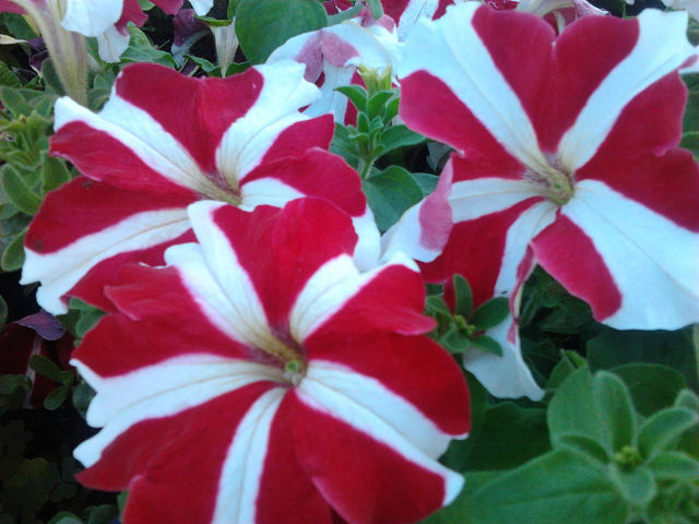 the best varieties of cascading petunias