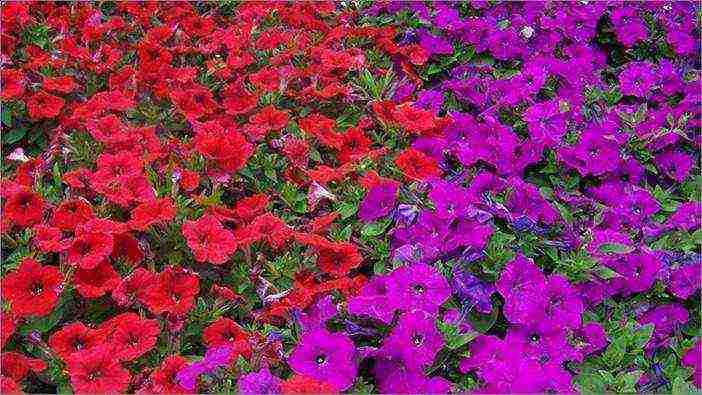 the best varieties of cascading petunias