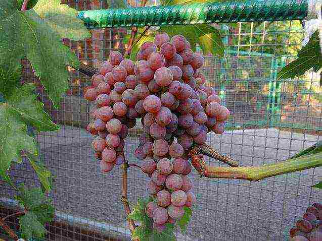 the best varieties of raisins grapes