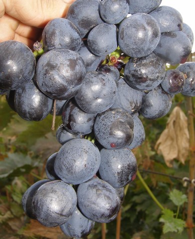 the best varieties of raisins grapes