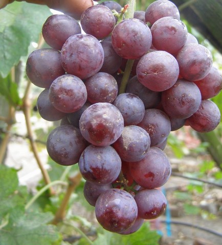 the best varieties of raisins grapes