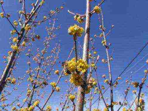 the best varieties of garden dogwood