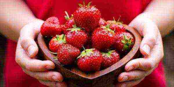 the best varieties of strawberries growing