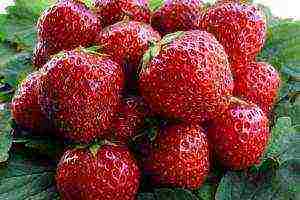 the best varieties of strawberries growing