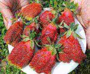 the best varieties of strawberries growing