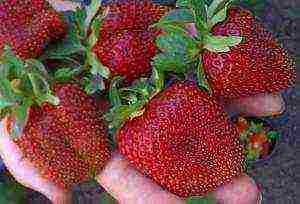 the best varieties of strawberries growing