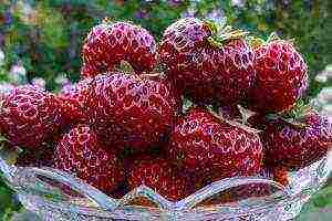 the best varieties of strawberries growing