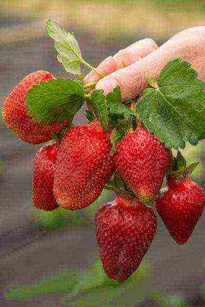 the best varieties of strawberries growing