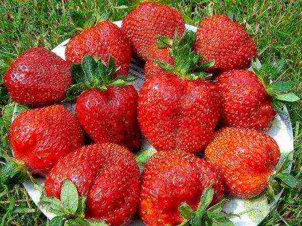 ang pinakamahusay na iba't ibang mga strawberry na lumalagong