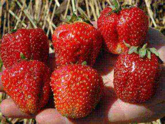 the best varieties of strawberries growing