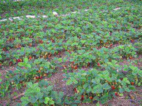 ang pinakamahusay na iba't ibang mga strawberry na lumalagong