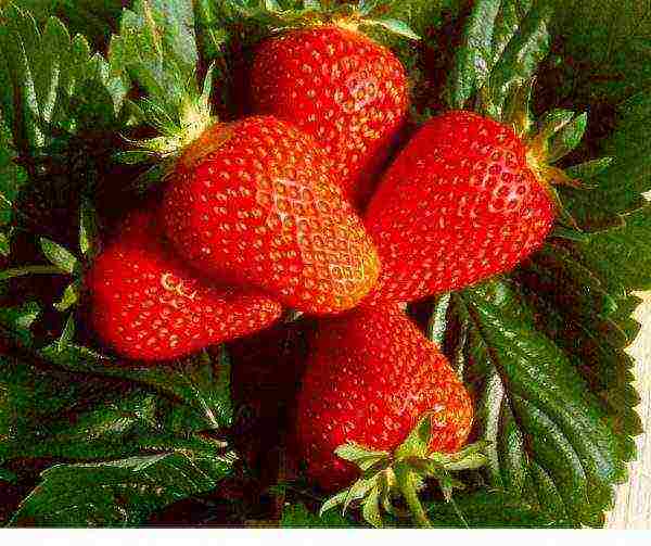 the best varieties of strawberries growing