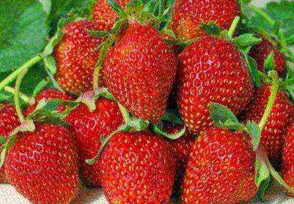 ang pinakamahusay na iba't ibang mga strawberry na lumalagong