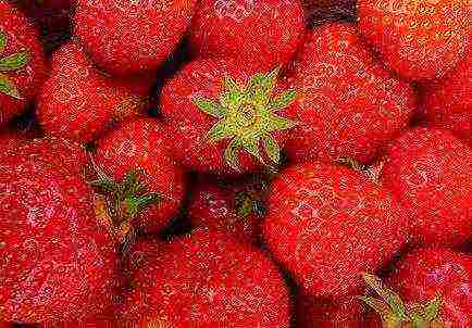 the best varieties of strawberries growing