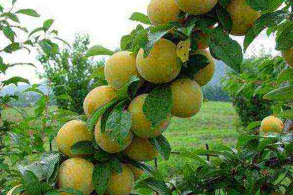 the best varieties of columnar plum