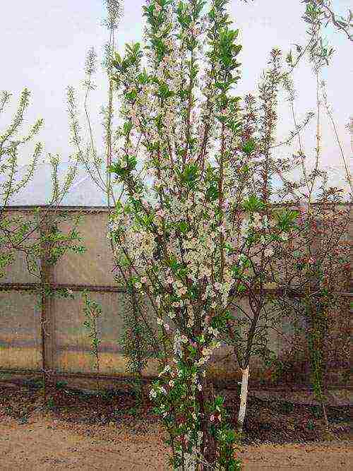 the best varieties of columnar plum