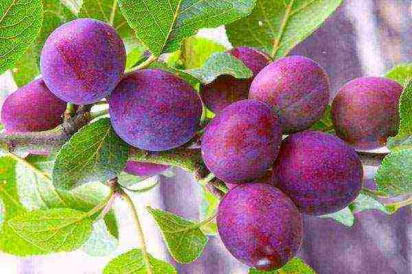 ang pinakamahusay na pagkakaiba-iba ng plum ng haligi