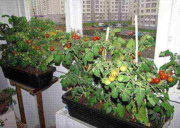 the best varieties of indoor tomatoes