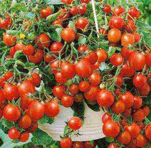 the best varieties of indoor tomatoes