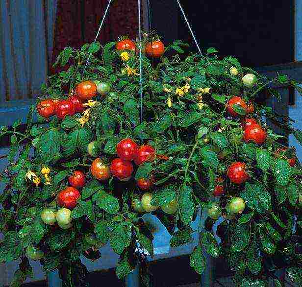 the best varieties of indoor tomatoes