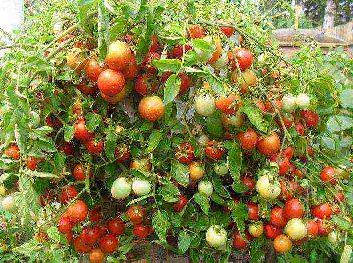 the best varieties of indoor tomatoes