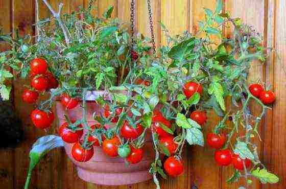 the best varieties of indoor tomatoes