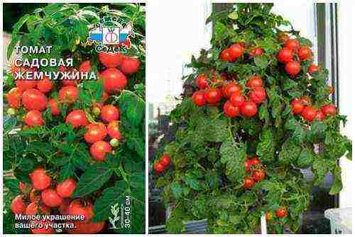 the best varieties of indoor tomatoes