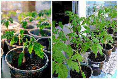 the best varieties of indoor tomatoes