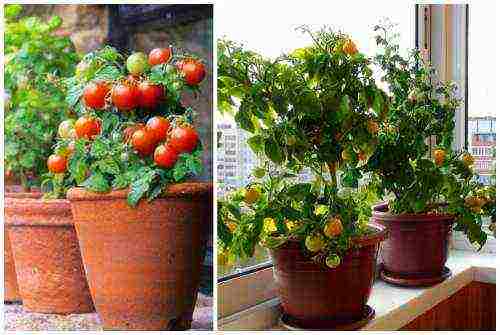 the best varieties of indoor tomatoes